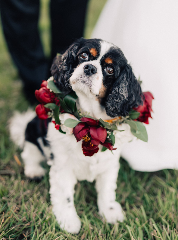 dog-wedding-flowers